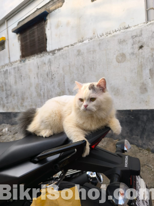 Pure Persian Cat